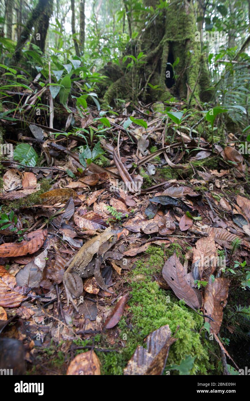 La grenouille à cornes Bornean (Megophrys nasuta) est camouflée dans la litière de feuilles de forêt tropicale primaire. Sabah, Bornéo. Banque D'Images