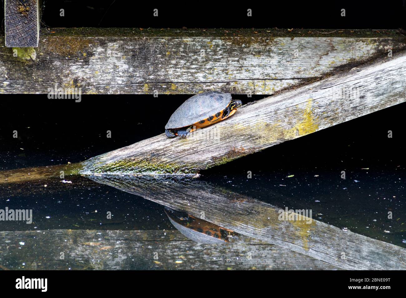 Un terrapin aux oreilles jaunes, baigné de soleil printanier sur une poutre en bois dans l'étang de la faune de Waterlow Park à Highgate, Londres, Royaume-Uni Banque D'Images