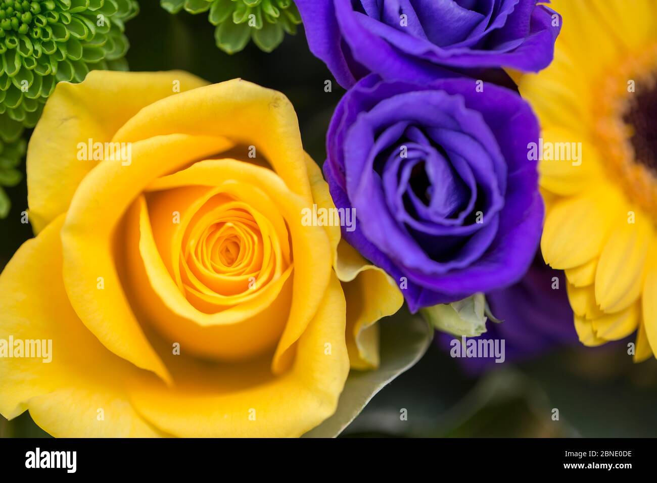Bouquet de roses anglaises Banque D'Images