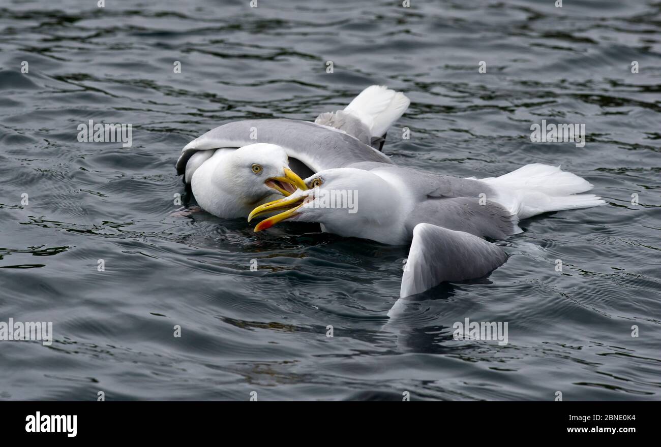 Deux goélands argentés (Larus argentatus) se battent sur un territoire, Abersoch, Gwynedd, pays de Galles, juin. Banque D'Images Deux goélands argentés (Larus argentatus) se battent sur un territoire, Abersoch, Gwynedd, pays de Galles, juin. Banque D'Images
