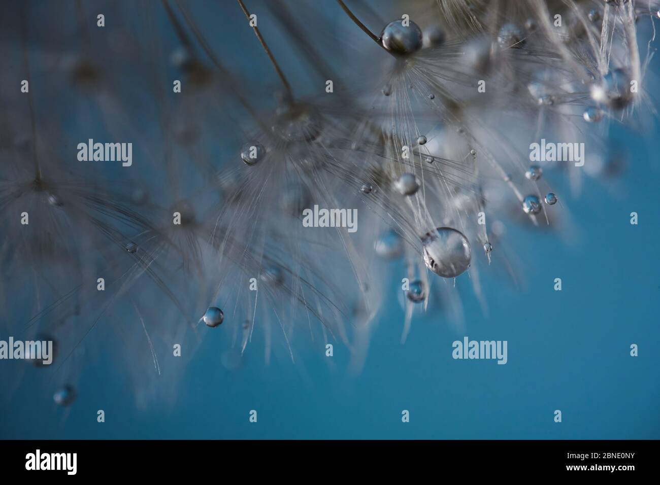 La rosée tombe sur les graines de pissenlit macro. Étincelles gouttelettes d'eau. Arrière-plan bleu Banque D'Images