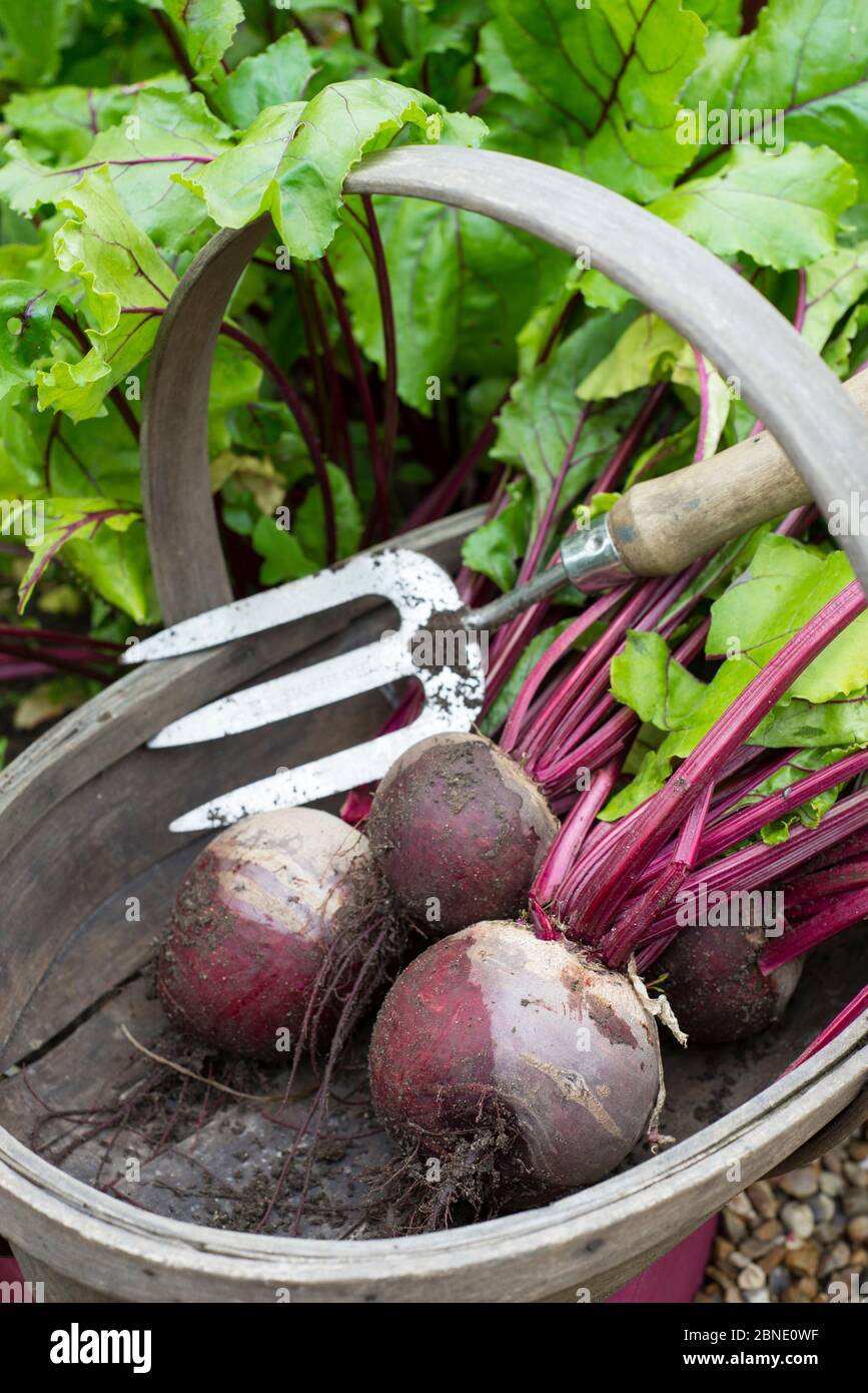 Troug en bois et fourche à main avec Beetroot 'Pablo' (Beta vulgaris), Norfolk, Angleterre. Juillet Banque D'Images