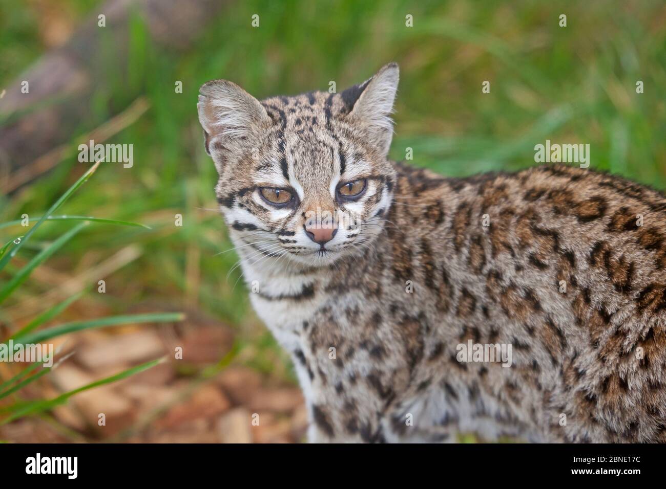 Mâle Oncilla / petit chat tacheté (Leopardus tigrinus) portrait, captif, se trouve en Amérique du Sud, espèces vulnérables. Banque D'Images