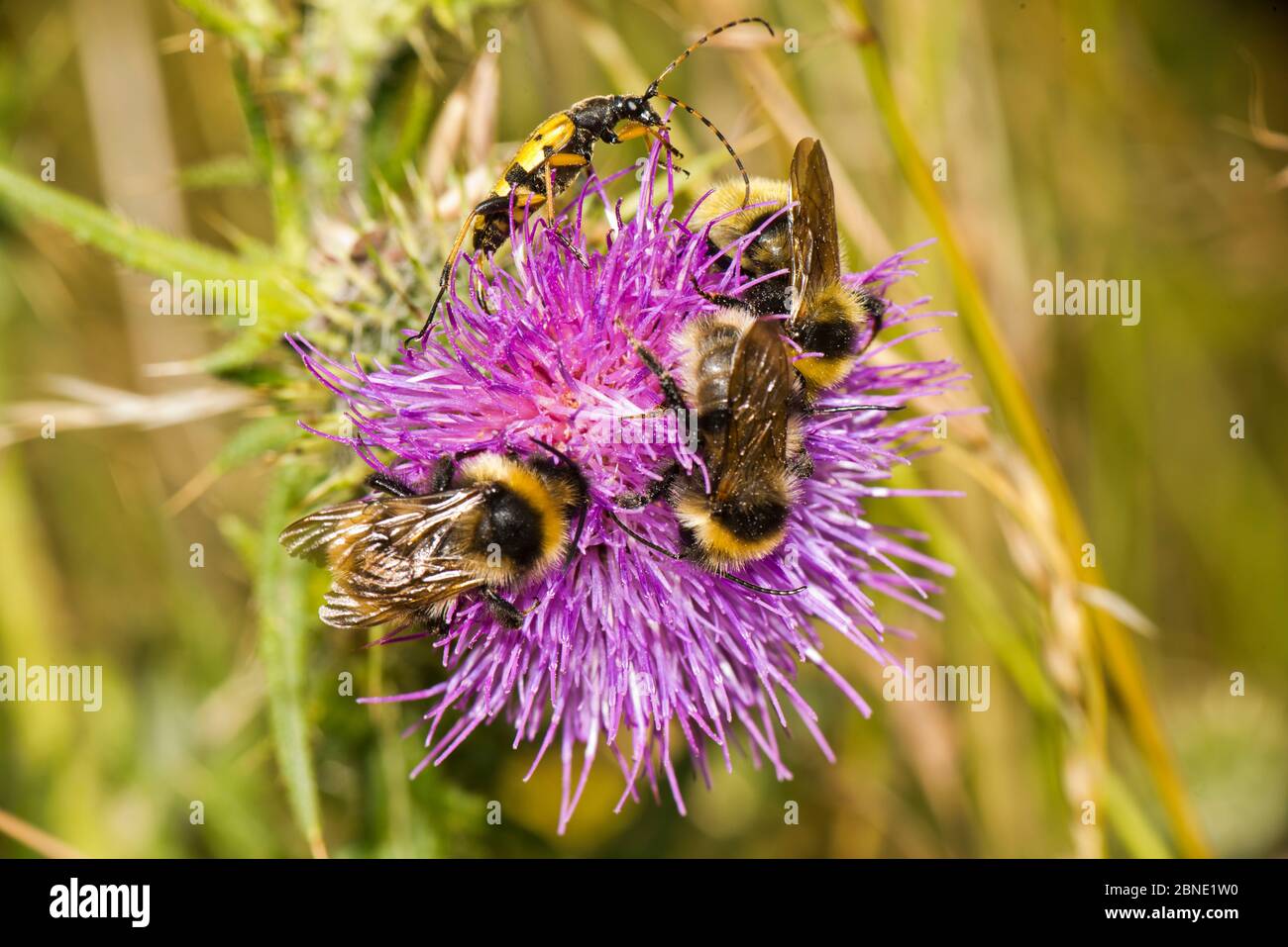 Trois Bumblebees de champ (Bombus campestris) et un coléoptère de longhorn tacheté (Rutpela maculata) sur le chardon de Spear (Cirsium vulgare), Ankerdine COM Banque D'Images