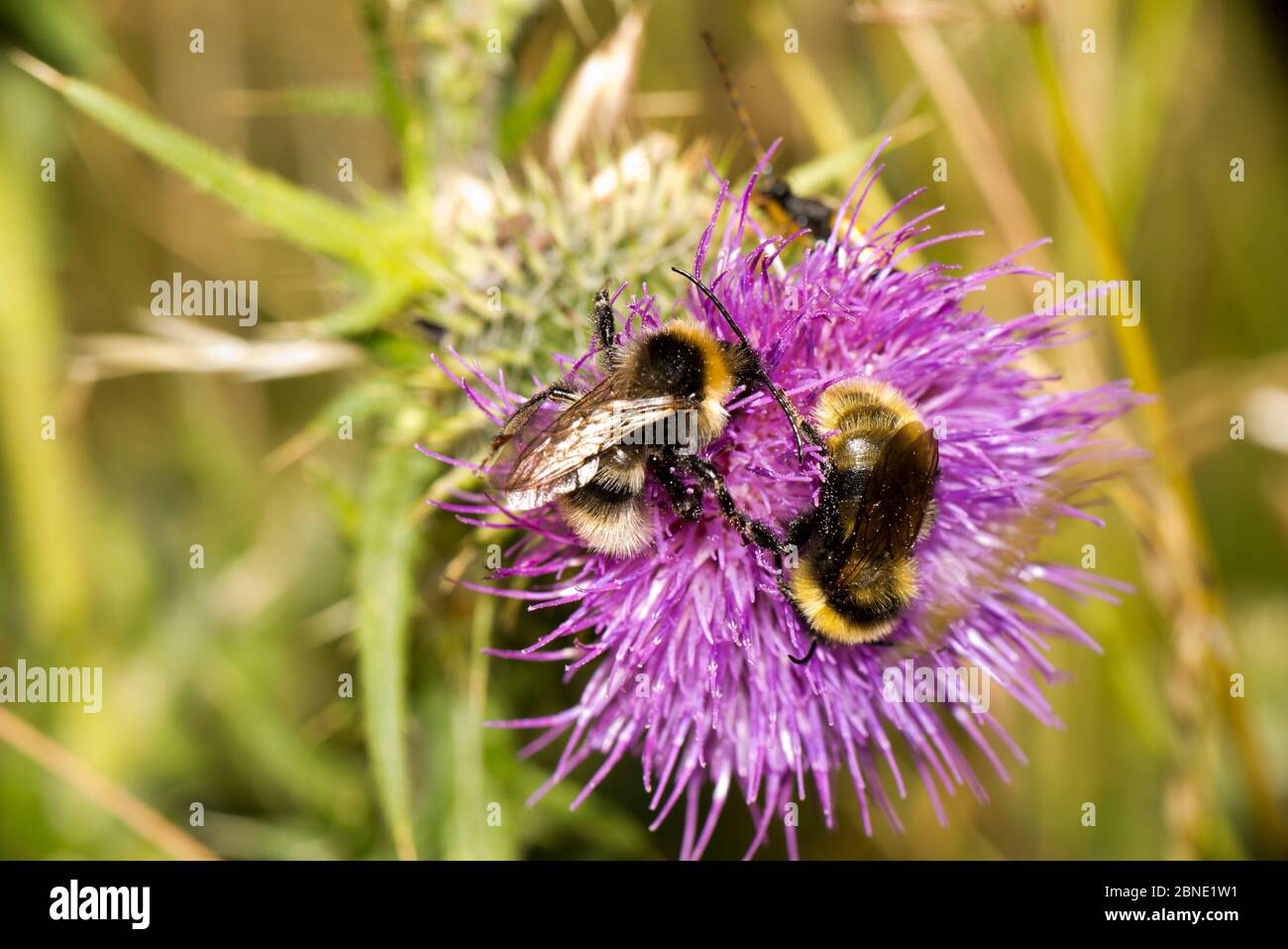 Deux Bumblebees de champ (Bombus campestris) sur le chardon de Spear (Cirsium vulgare), Ankerdine Common, Worcestershire, Angleterre, Royaume-Uni, juillet. Banque D'Images