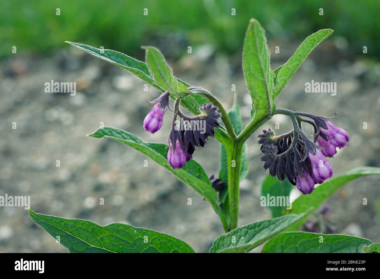 Comfrey commun / comfrey Quaker / boneset / knitbone Banque D'Images