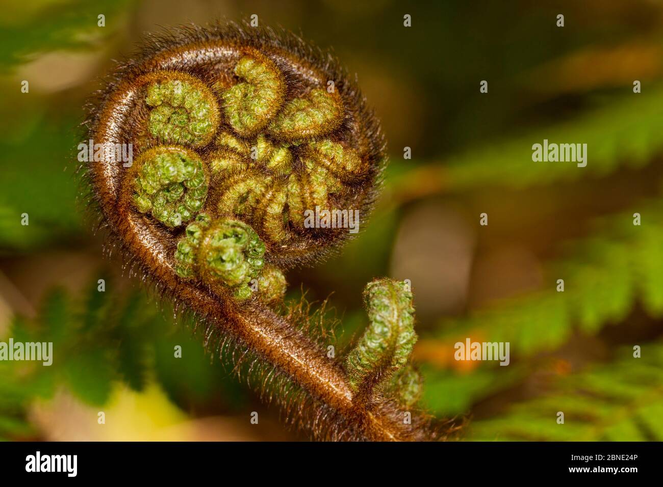 Wheki / Fern d'arbre rugueux (Dicksonia squarrosa) frond unfuling, Ulva Island, Stewart Island, Nouvelle-Zélande, novembre. Banque D'Images