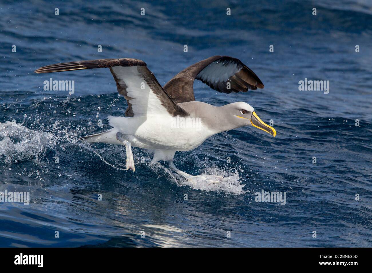 L'albatros de Buller (Thalassarche bulleri) s'enorme de la mer, au large de Whitianga, Coromandel, Nouvelle-Zélande, octobre. Banque D'Images