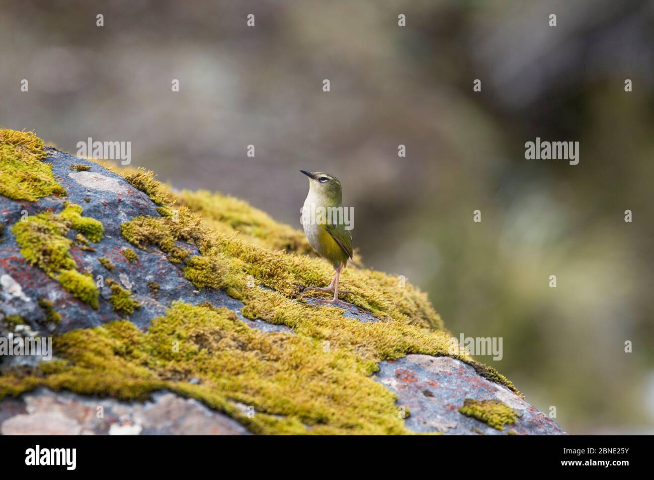 Ren rocheuse mâle de Nouvelle-Zélande / ren de l'île du Sud (Xenicus gilviventris) debout sur roche couverte de mousse, Homer tunnel, Fiordland, Nouvelle-Zélande, novembre, V Banque D'Images