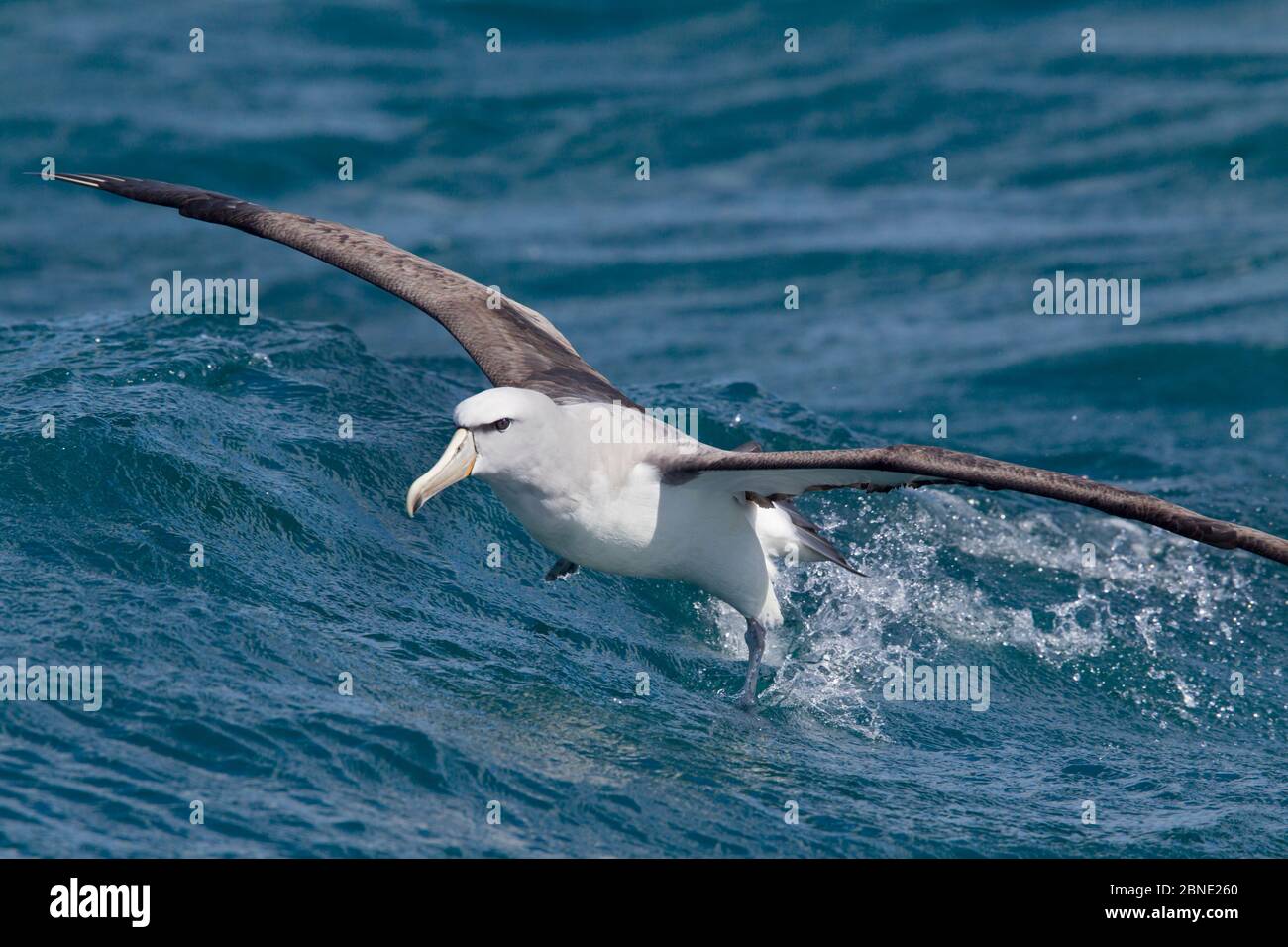 Albatros de Salvin (Thalassarche salvini), décollage de la surface de la mer, au large de Kaikoura, Canterbury, Nouvelle-Zélande, novembre, espèces vulnérables. Banque D'Images