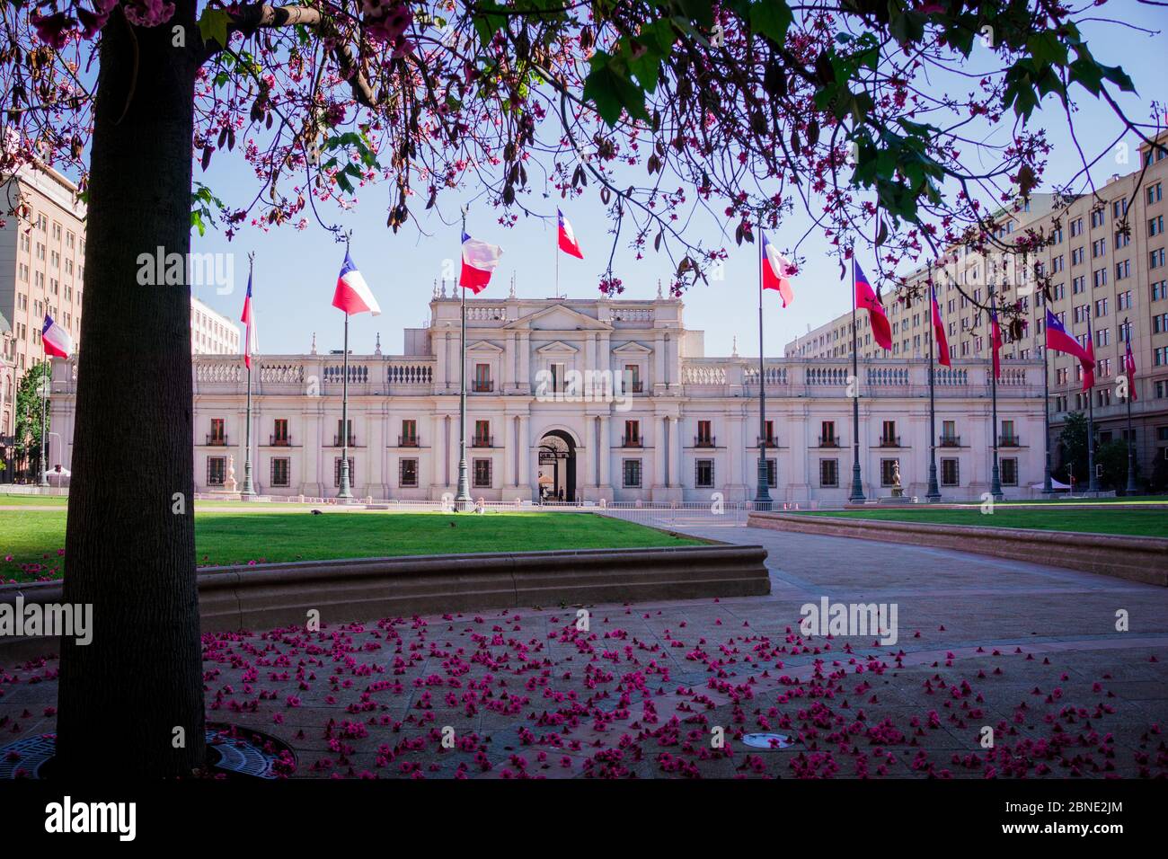 Façade d'un bâtiment historique avec jardin en face avec arbres à fleurs roses tombant au sol. Palais Moneda au Chili Banque D'Images