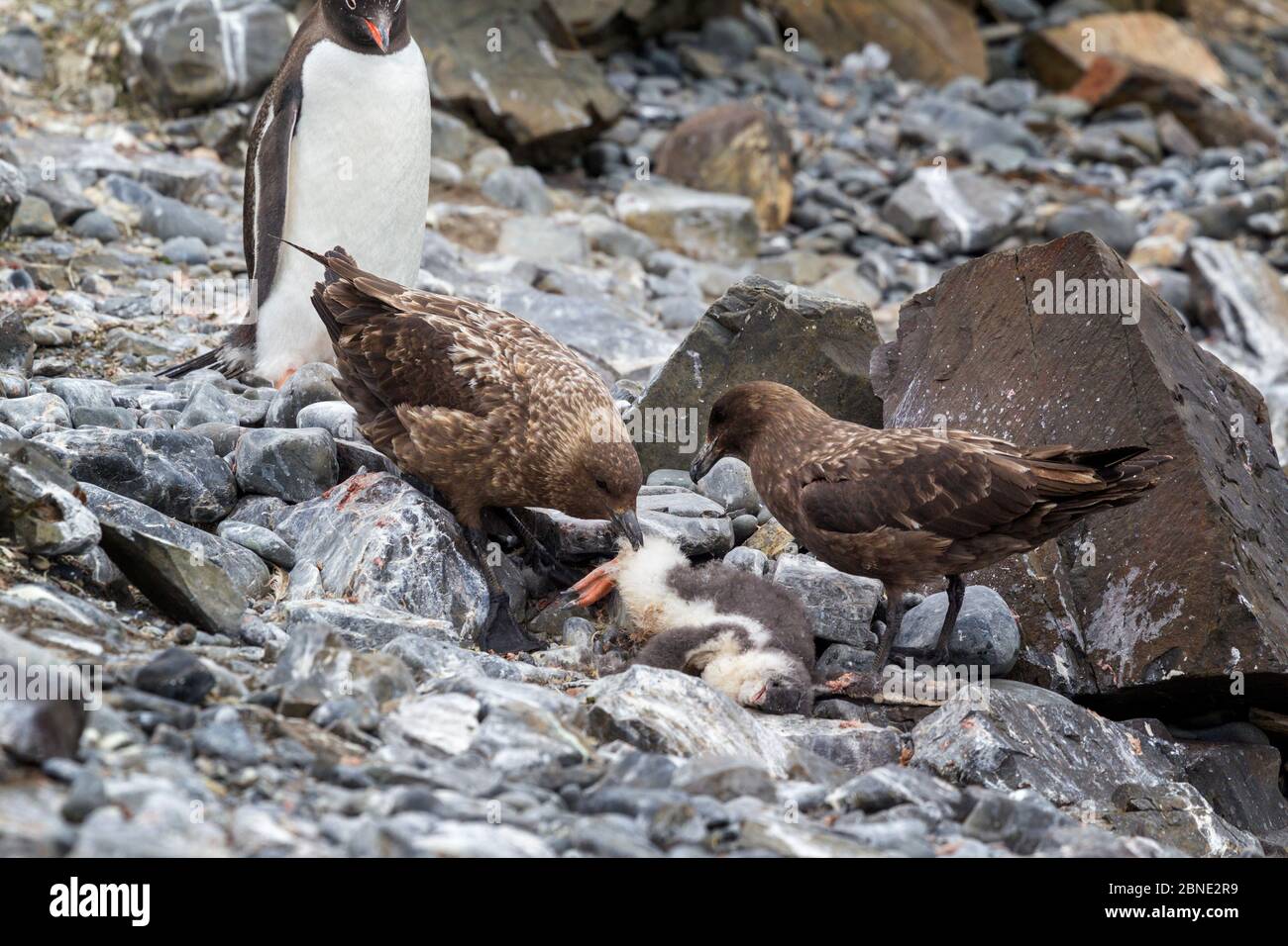 Deux skuas bruns (Stercorarius antarcticus) se nourrissant d'un manchot de Gentoo (Pygoscelis papouasie) avec une observation adulte, Livingston Island, South Shetl Banque D'Images