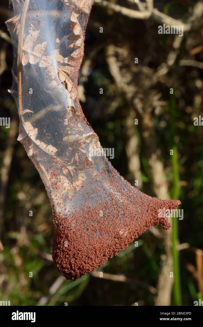 Les acariens d'araignées de gorse (Tetranychus lintearius) massent à l'extérieur de leur tente de silken, qui enveloppe un buisson de Gorse (Ulex europaeus) prêt à migrer vers d'autres buissons Banque D'Images