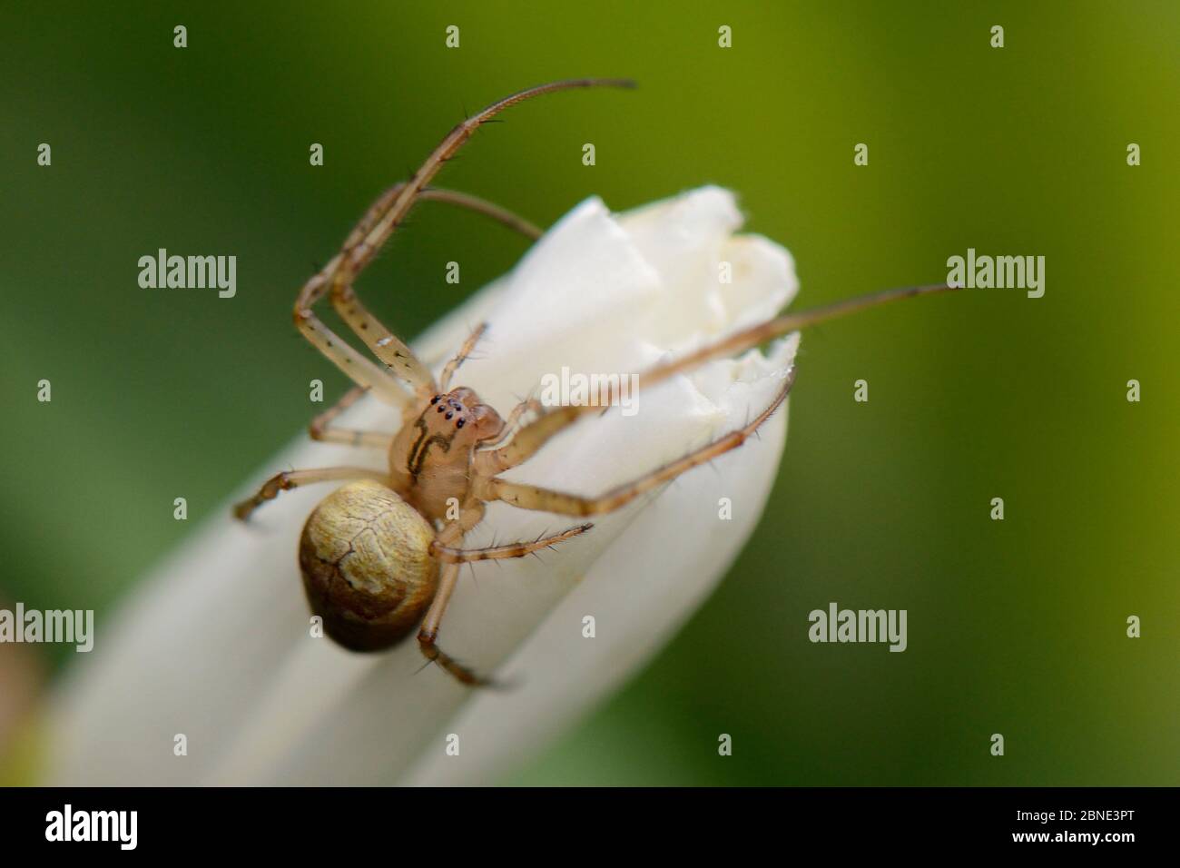 Araignée de jardin / araignée d'automne (Metellina segmentata), Lacock, Wiltshire, Royaume-Uni, octobre. Banque D'Images