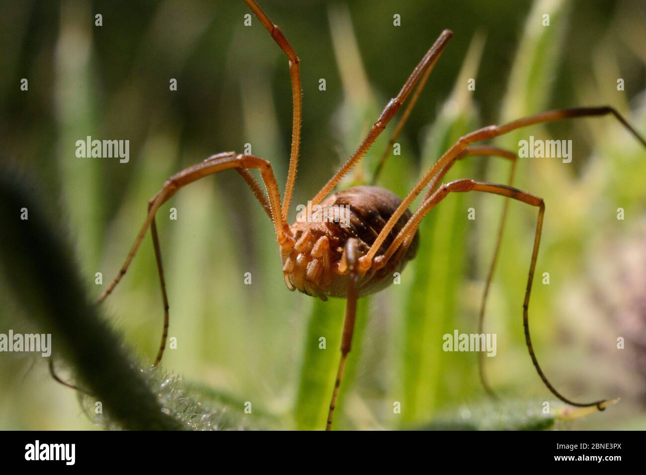 Gros plan d'un Harvestman féminin (Mitopus morio) dans Meadow, Wiltshire, Royaume-Uni, juillet. Banque D'Images