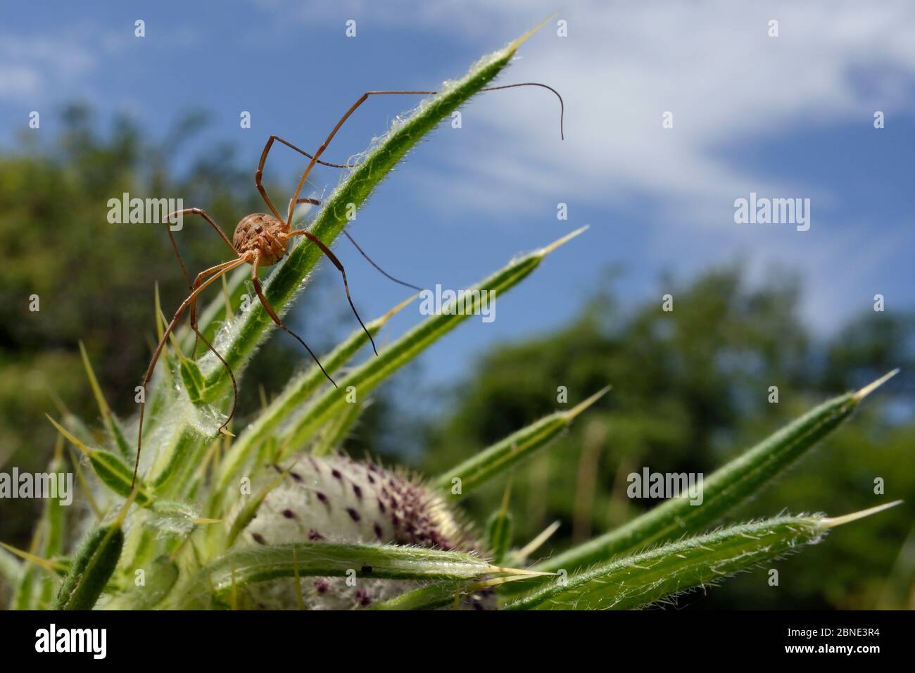 Femme Harvestman (Mitopus morio), se rendant sur des feuilles de chardon à l'eau (Cirsium eriophorum) dans une prairie à craie, Wiltshire, Royaume-Uni, juillet. Banque D'Images