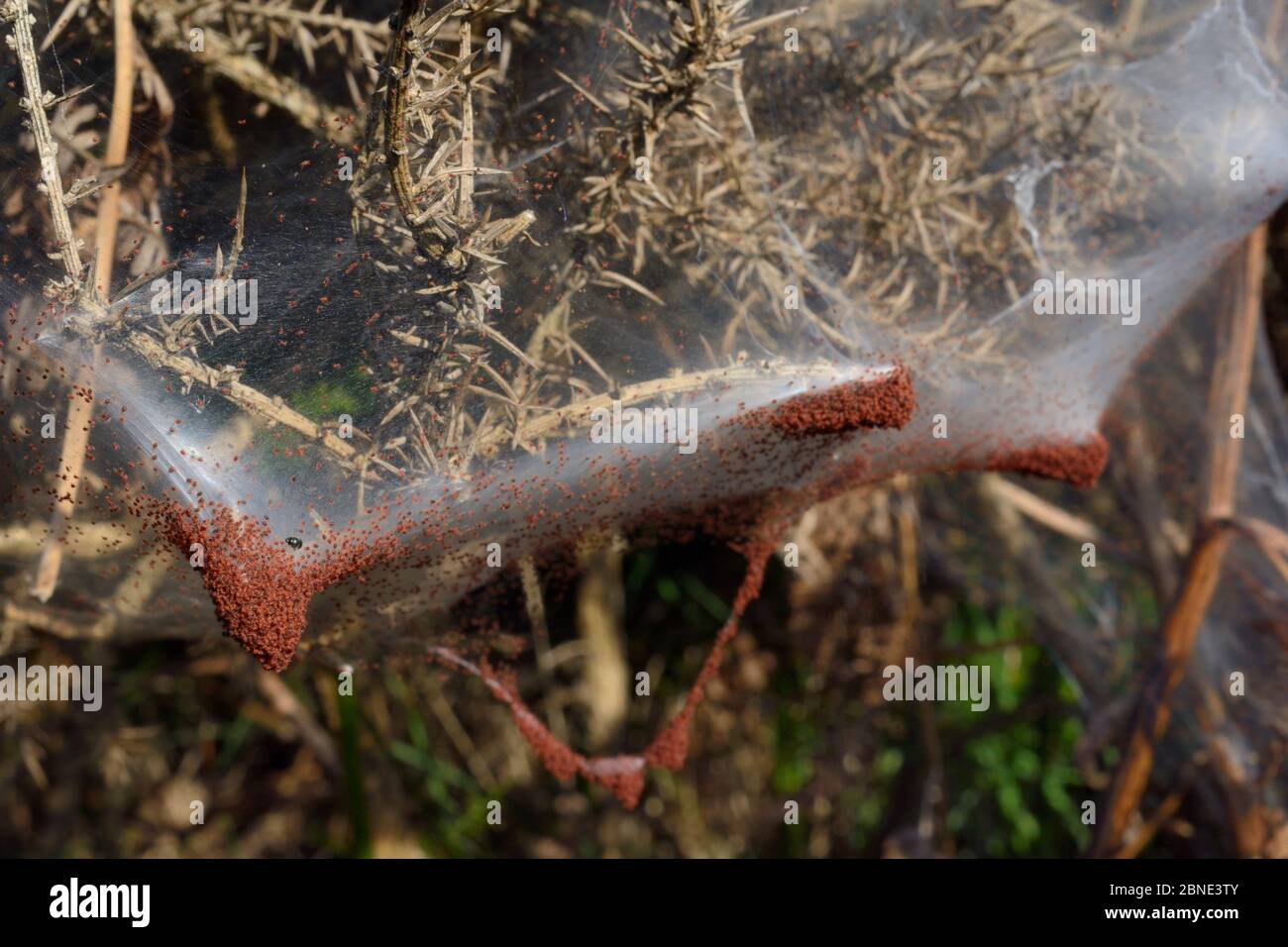 Les acariens d'araignées de gorse (Tetranychus lintearius) émergent en grand nombre d'une tente en soie qui enveloppe un buisson de Gorse (Ulex europaeus) prêt à migrer vers d'autres Banque D'Images