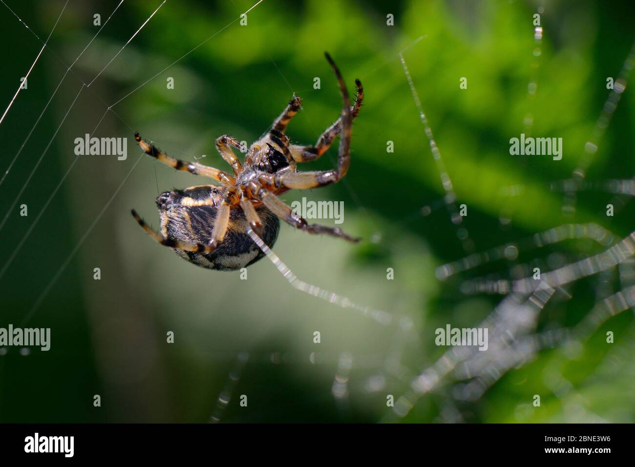 Femelle de raie orb weaver / araignée foliate (Larinioides cornutus) tournant son Web près d'une rive de rivière, Wiltshire, Royaume-Uni, mai. Banque D'Images