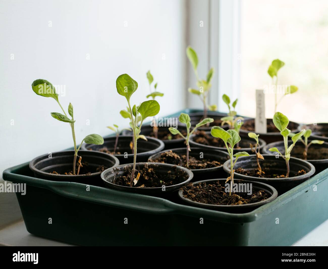 Semis d'aubergine (Solanum melongena) en pots sur un rebord de fenêtre. Banque D'Images