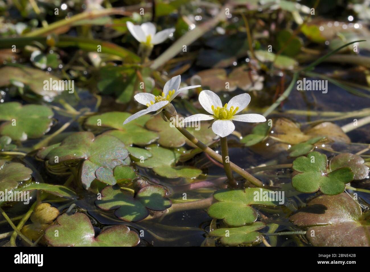 Pied-de-biche à feuilles rondes (Ranunculus omiophyllus) fleurissant dans une piscine en boggy sur le bord de Bodmin Moor, Davidstow Woods, Cornwall, Royaume-Uni, avril. Banque D'Images