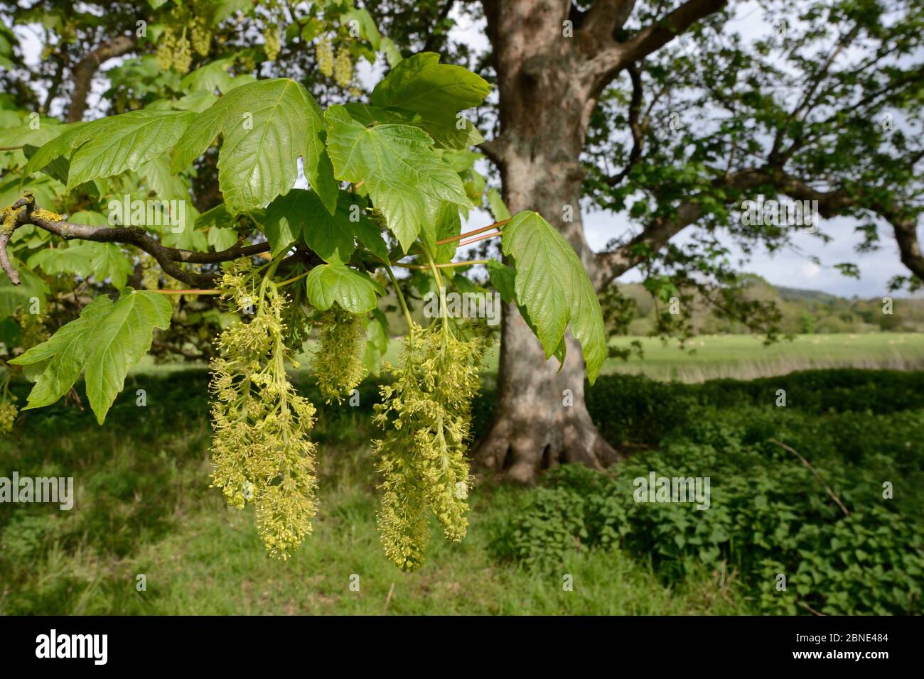 Fleurs de Sycamore (Acer pseudoplatanus), Wiltshire, Royaume-Uni, mai. Banque D'Images