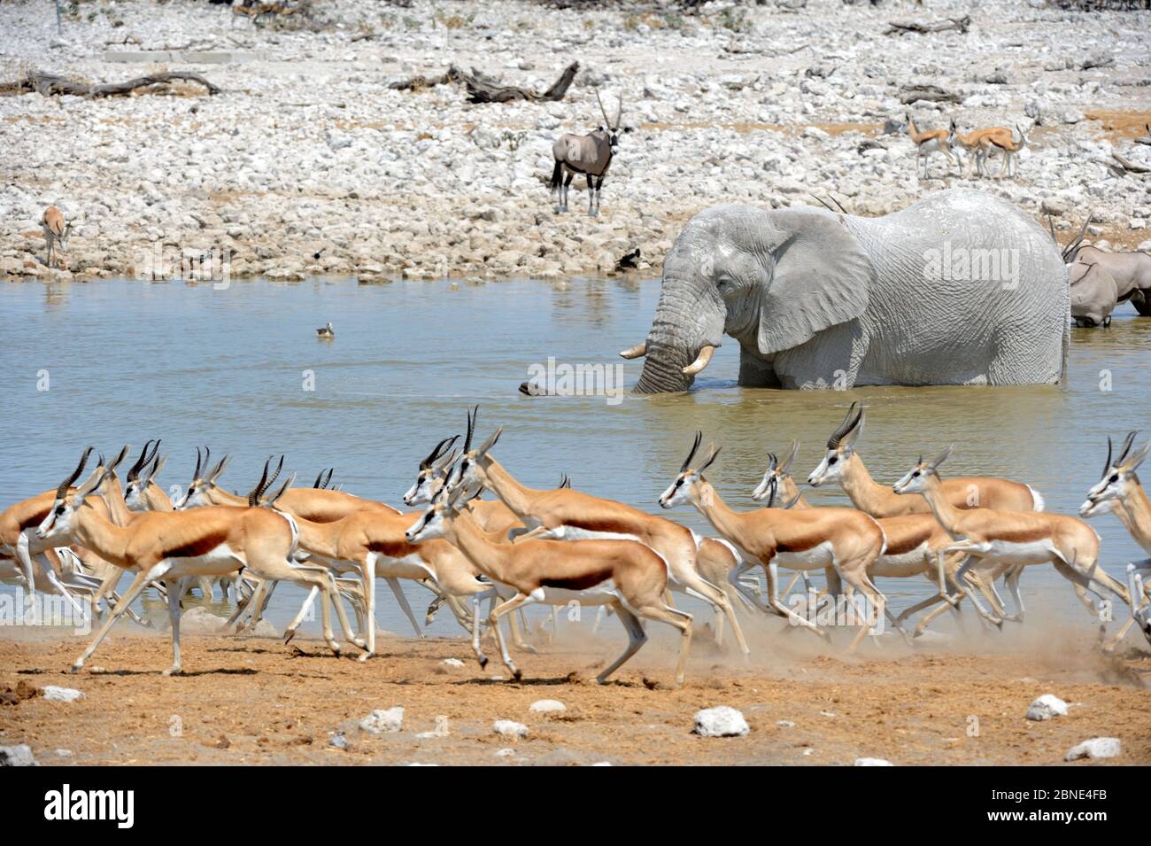 Le troupeau de Springbok s'éloigne du trou d'eau (Antidorcas marsupialis) avec l'éléphant d'Afrique (Loxodonta africana) et l'Oryx (Oryx gazella) dans le backgrou Banque D'Images