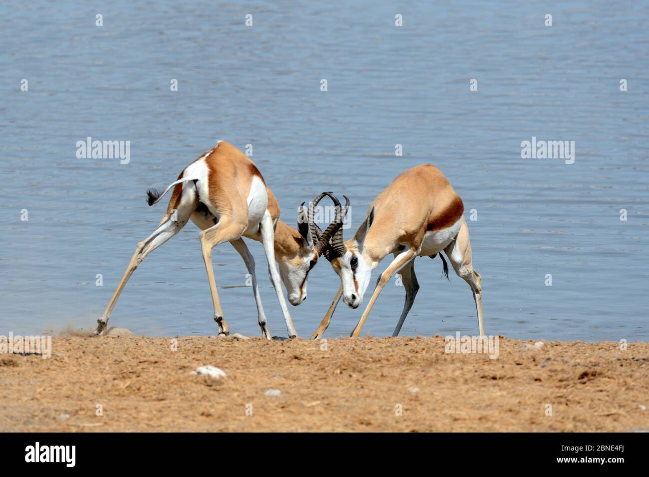 Springbok (Antidorcas marsupialis) des béliers jouent en lutte devant le trou d'eau pendant la saison sèche, Parc national d'Etosha, Namibie, Afrique Banque D'Images Springbok (Antidorcas marsupialis) des béliers jouent en lutte devant le trou d'eau pendant la saison sèche, Parc national d'Etosha, Namibie, Afrique Banque D'Images