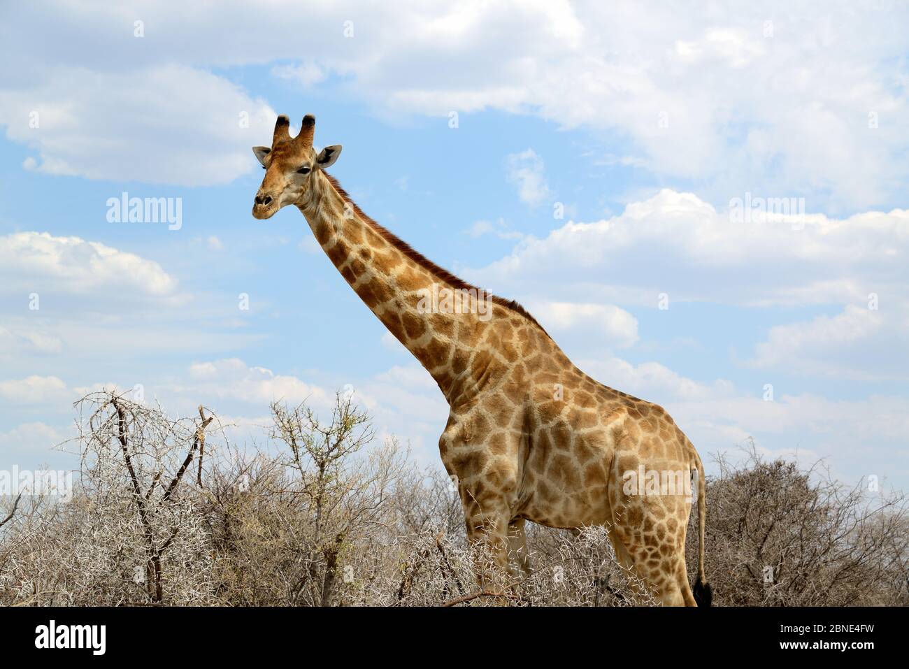 Giraffe angolaise (Giraffa camelopardalis angolensis), Parc national d'Etosha, Namibie, Afrique Banque D'Images