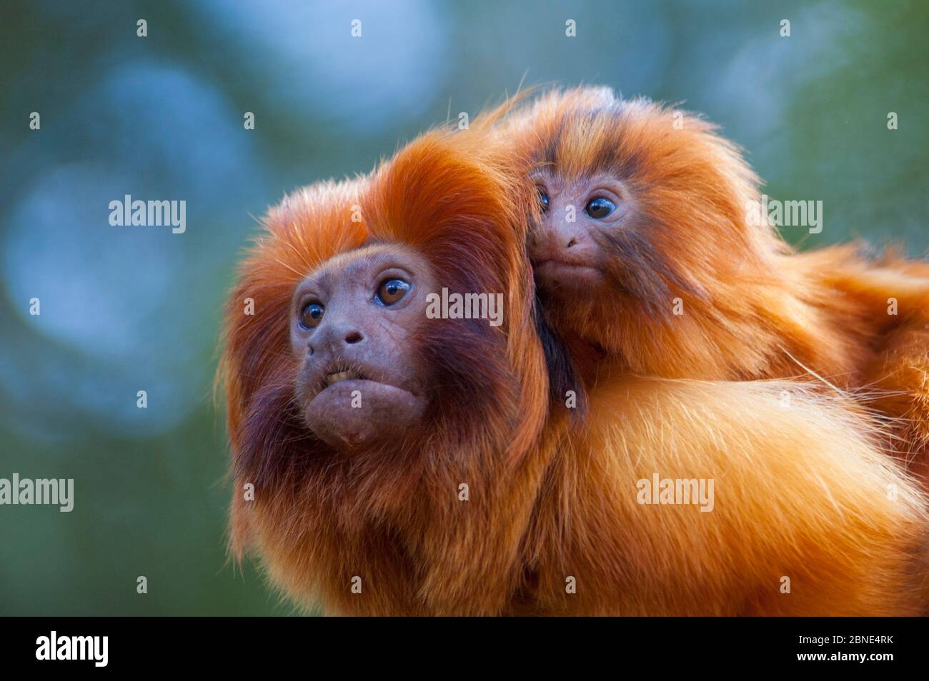 Golden Lion Tamarin Baby Banque D Image Et Photos Alamy
