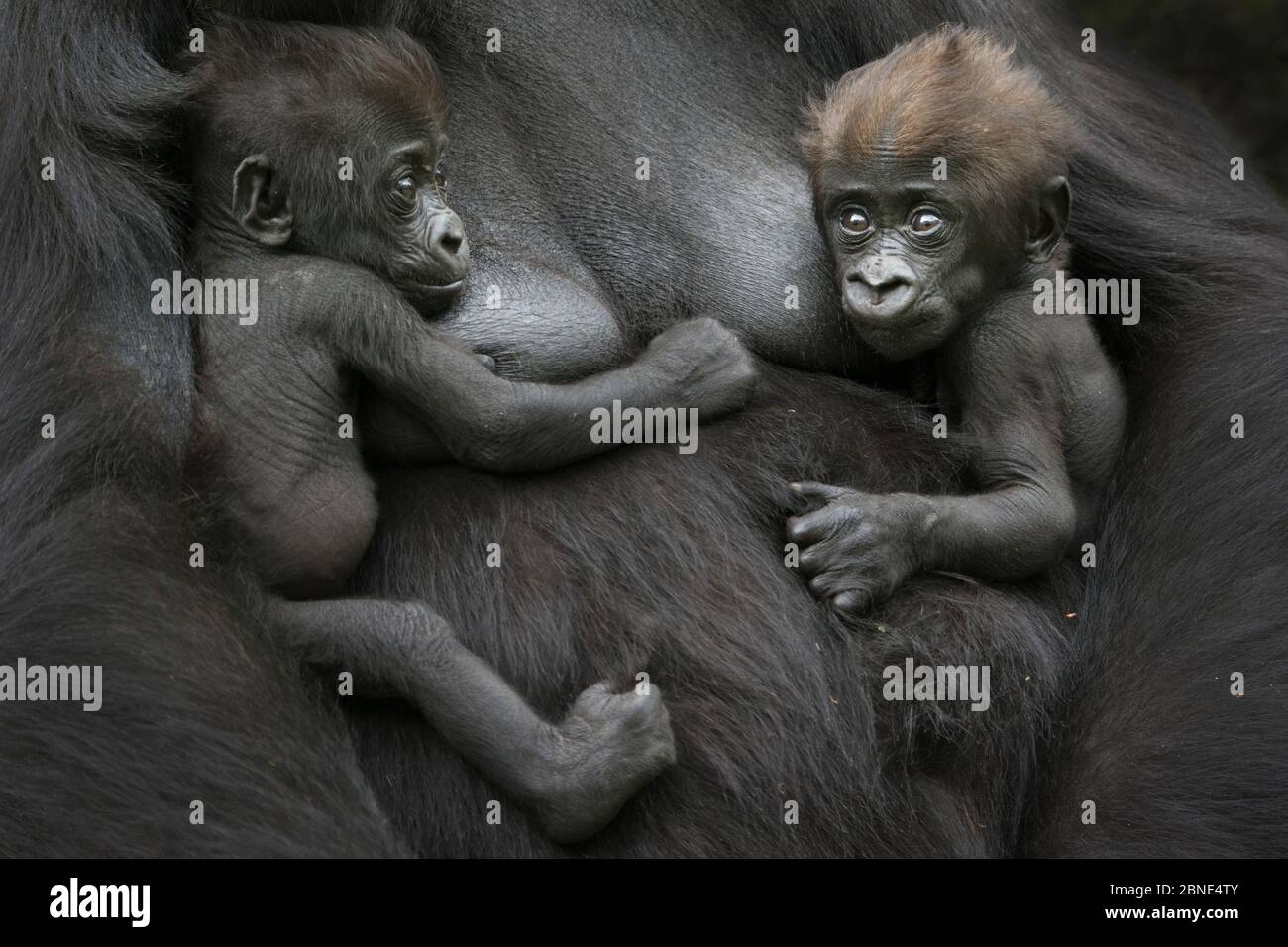 Gorille de plaine occidentale (Gorilla gorilla gorilla) deux bébés âgés de 45 jours de repos sur la poitrine de la mère, captive, se trouve en Afrique centrale. Fin critique Banque D'Images