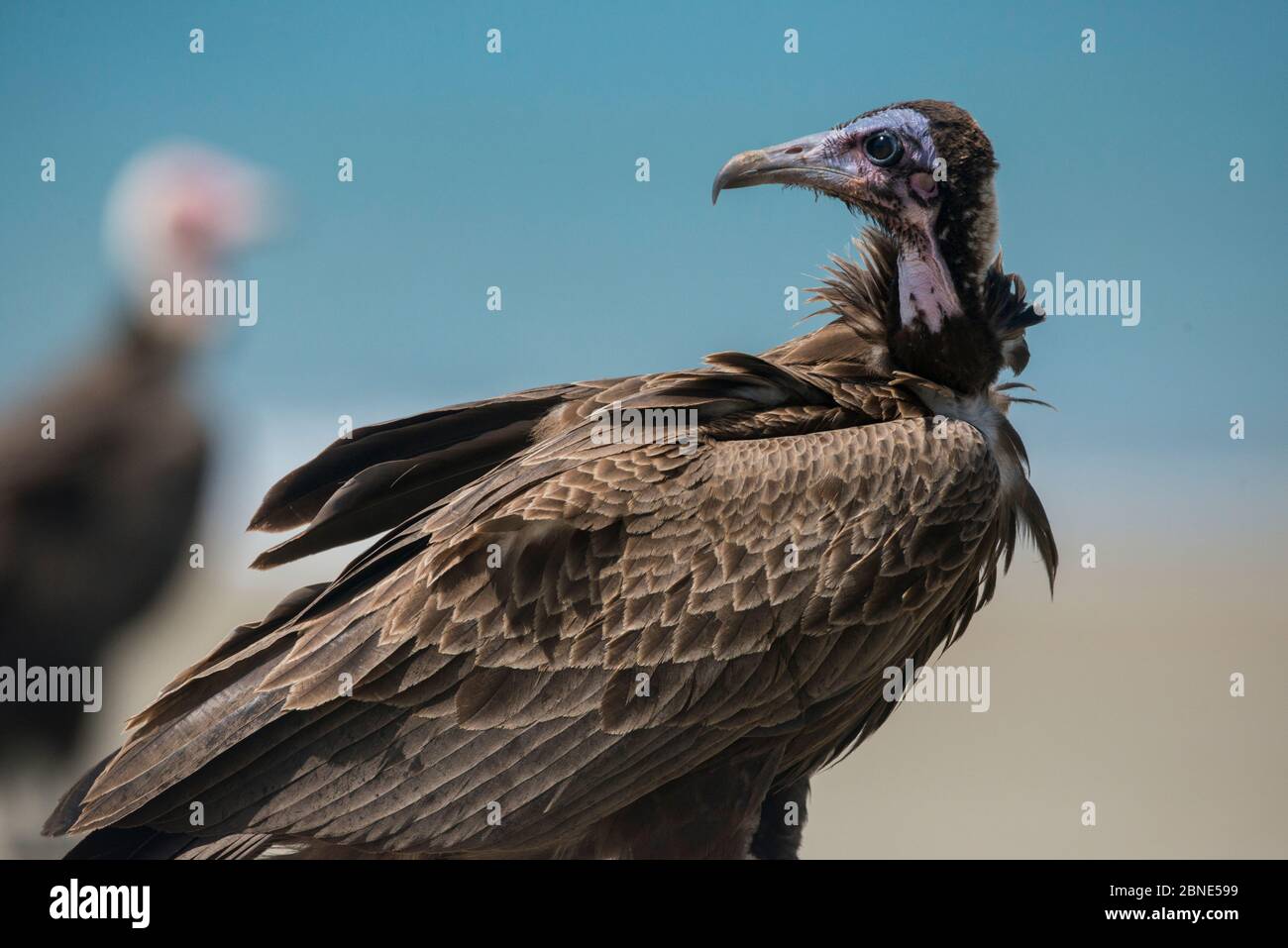 Vautour à capuchon (Necrosyrtes monachus) sur la plage, Guinée-Bissau. Banque D'Images