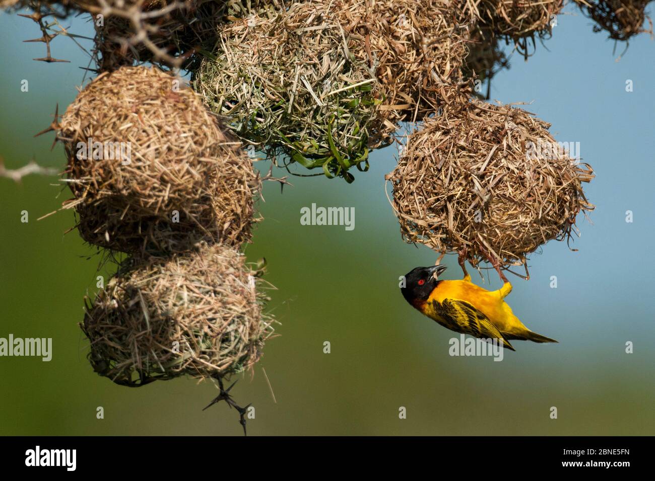 Nid de construction de tisserand à tête noire (Ploceus melanocephalus), Guinée-Bissau, Afrique Banque D'Images