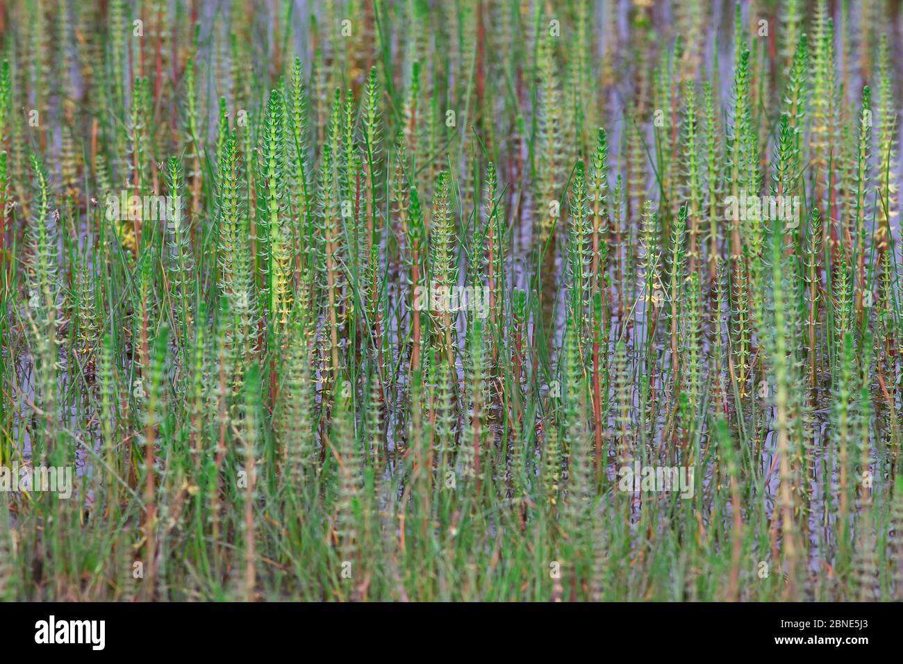 Queue de jument commune (Hippuris vulgaris) Parc national de Basongcuo, plateau de Qinghai-Tibet, Tibet, juillet. Banque D'Images