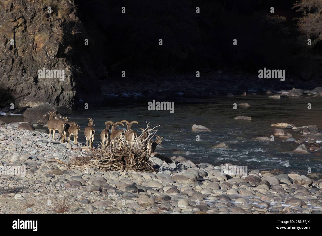 Bharal (Pseudois nayaur) affluent par rivière, Parc national de Basongcuo, Tibet, novembre. Banque D'Images