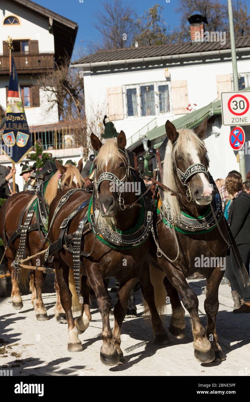 Chariot tiré par quatre chevaux en parading pendant le Leonhardiritt ou Leonhardifahrt, la procession traditionnelle de Saint Léonard, à Bad Tolz, supérieur Banque D'Images