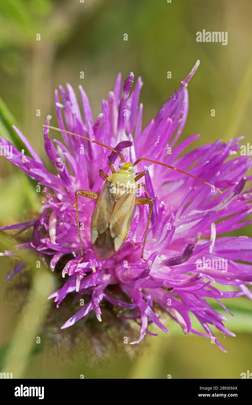 Punaise de capside vert commune (Lycogoris pabulinus) et knapweed noir, réserve naturelle de Sutcliffe Park, Londres, Royaume-Uni. Août Banque D'Images