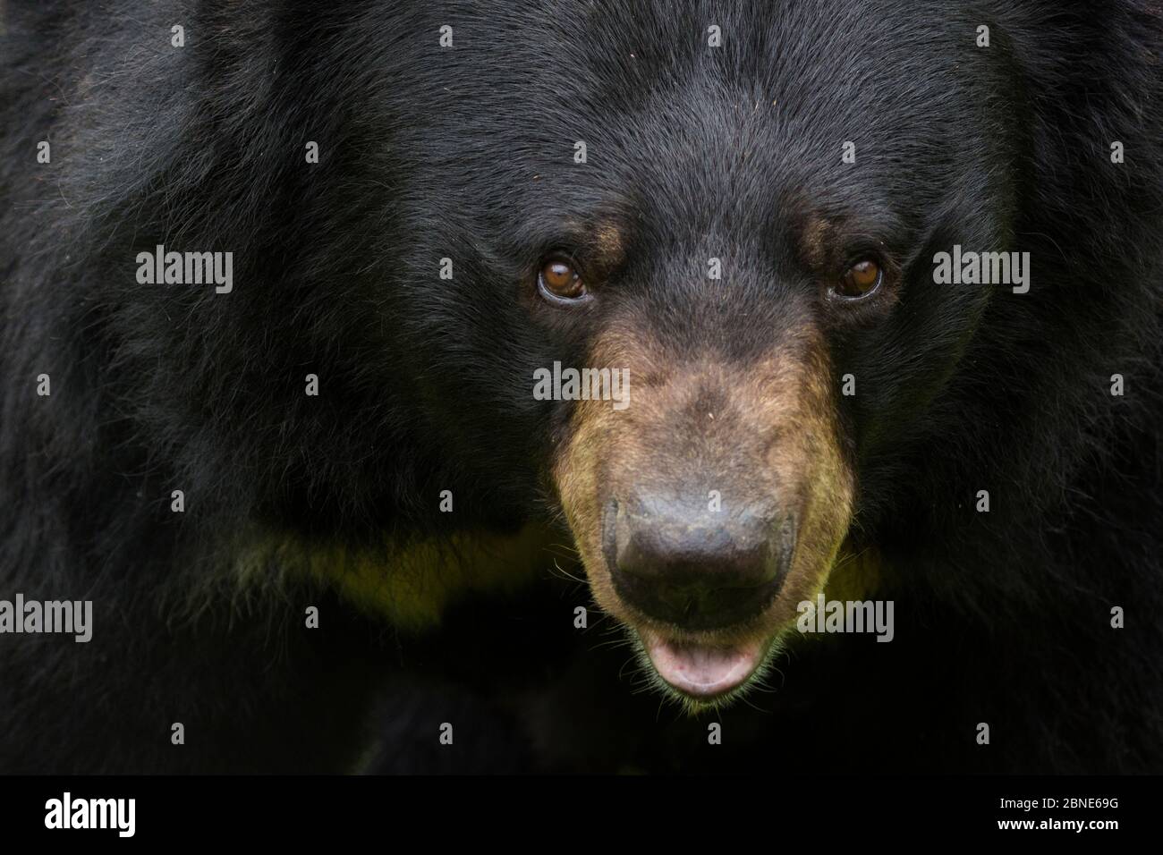 Ours Noir De L Himalaya Banque D Image Et Photos Alamy