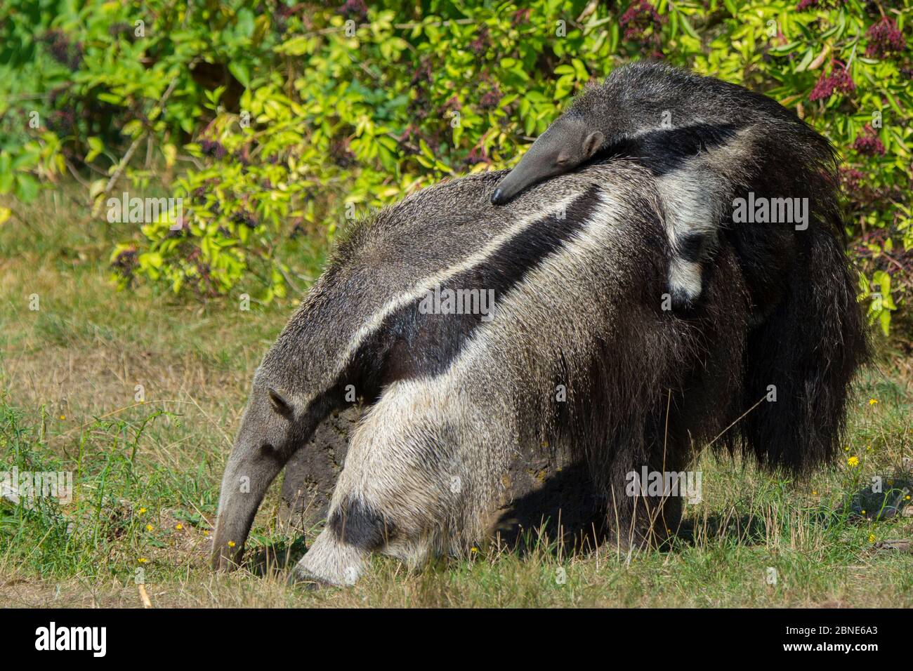 Fourmilier Geant Myrmecophaga Tridactyla Exercant Son Bebe Sur Le Dos Captive Se Produit En Amerique Centrale Et Du Sud Les Especes Vulnerables Photo Stock Alamy