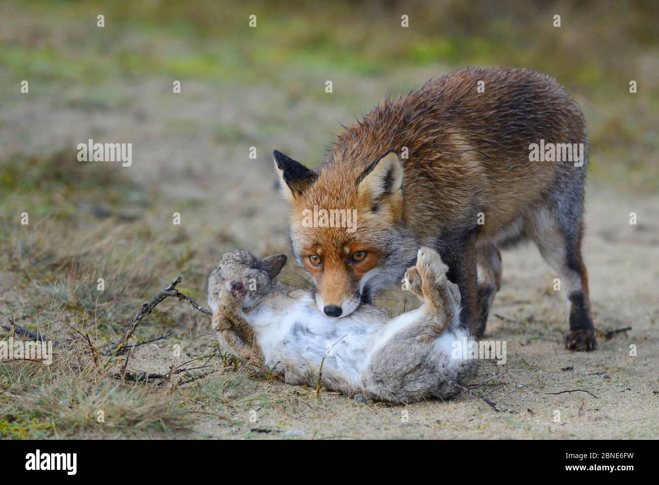 Renard roux (Vulpes vulpes) avec une proie de lapin, Amsterdam Waterleidingduinen, près de Zandvoort, pays-Bas, décembre. Banque D'Images