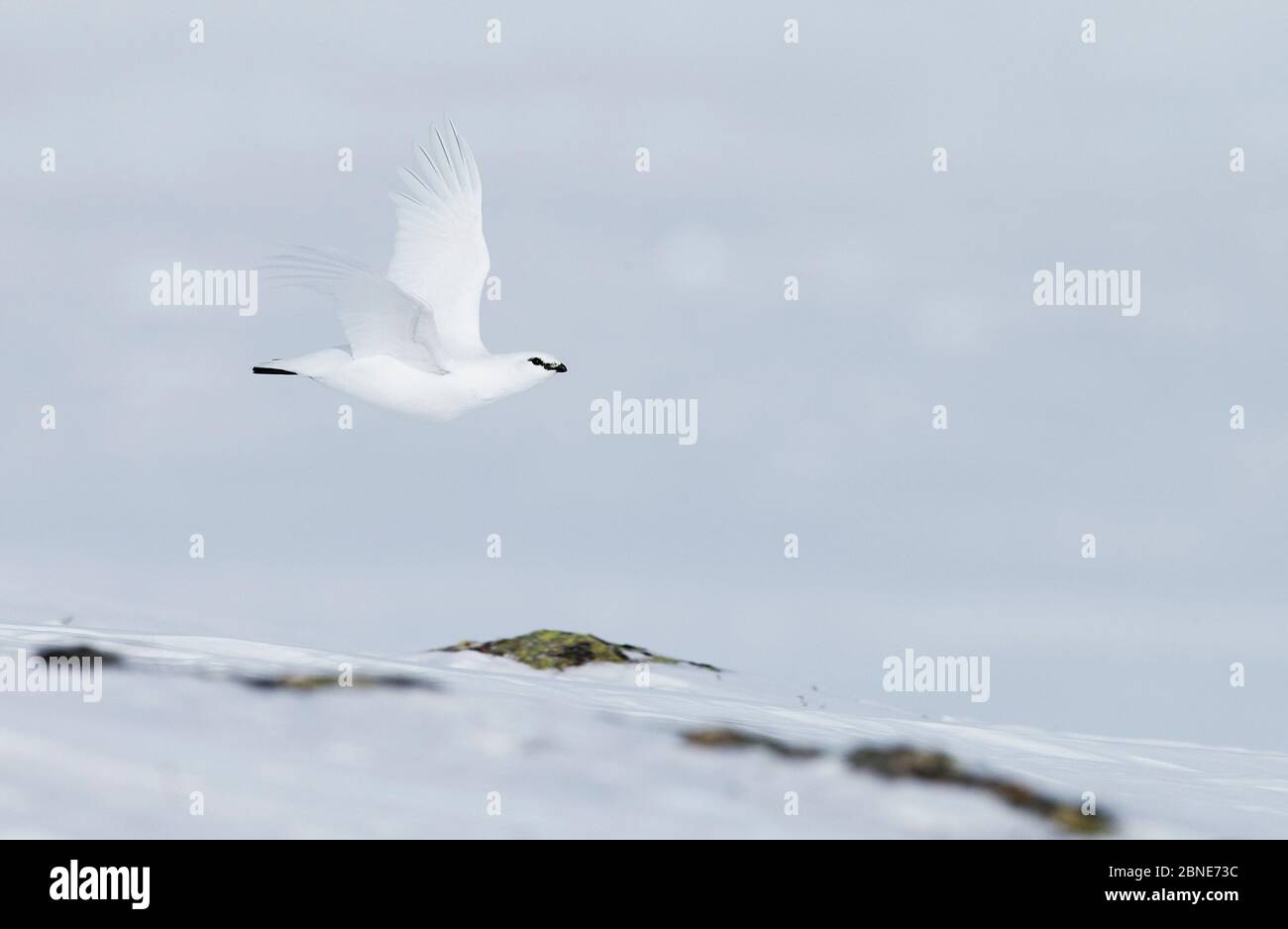 Rock Ptarmigan (Lagopus muta) volant, Utsjoki, Finlande, avril. Banque D'Images
