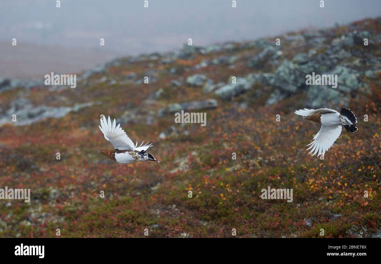 Deux otaries de saule (Lagopus lagopus), Inari Kiilopaa, Finlande, septembre. Banque D'Images