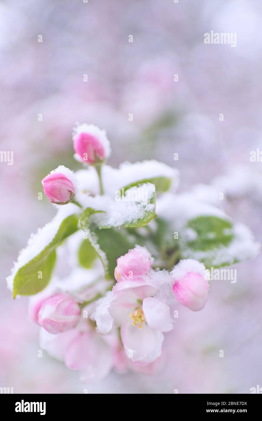 De magnifiques fleurs de pomme de printemps couvertes de neige. Fleurs d'arbre couvertes de neige. Le gel printanier peut gonfler les fleurs des arbres. Ressort d'arbre Banque D'Images