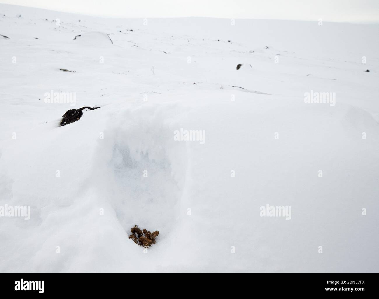 Roche Ptarmigan (Lagopus muta) demi-grotte de neige avec des déjections, Utsjoki, Finlande, avril. Banque D'Images