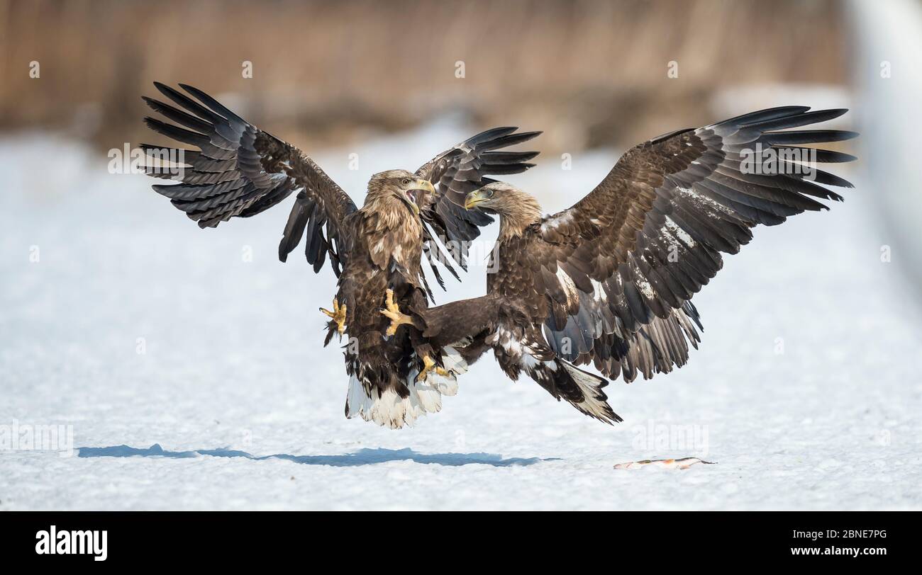 Aigles de mer à queue blanche (Haliaeetus albicilla) luttant au sol, Hokkaido, Japon, mars. Banque D'Images