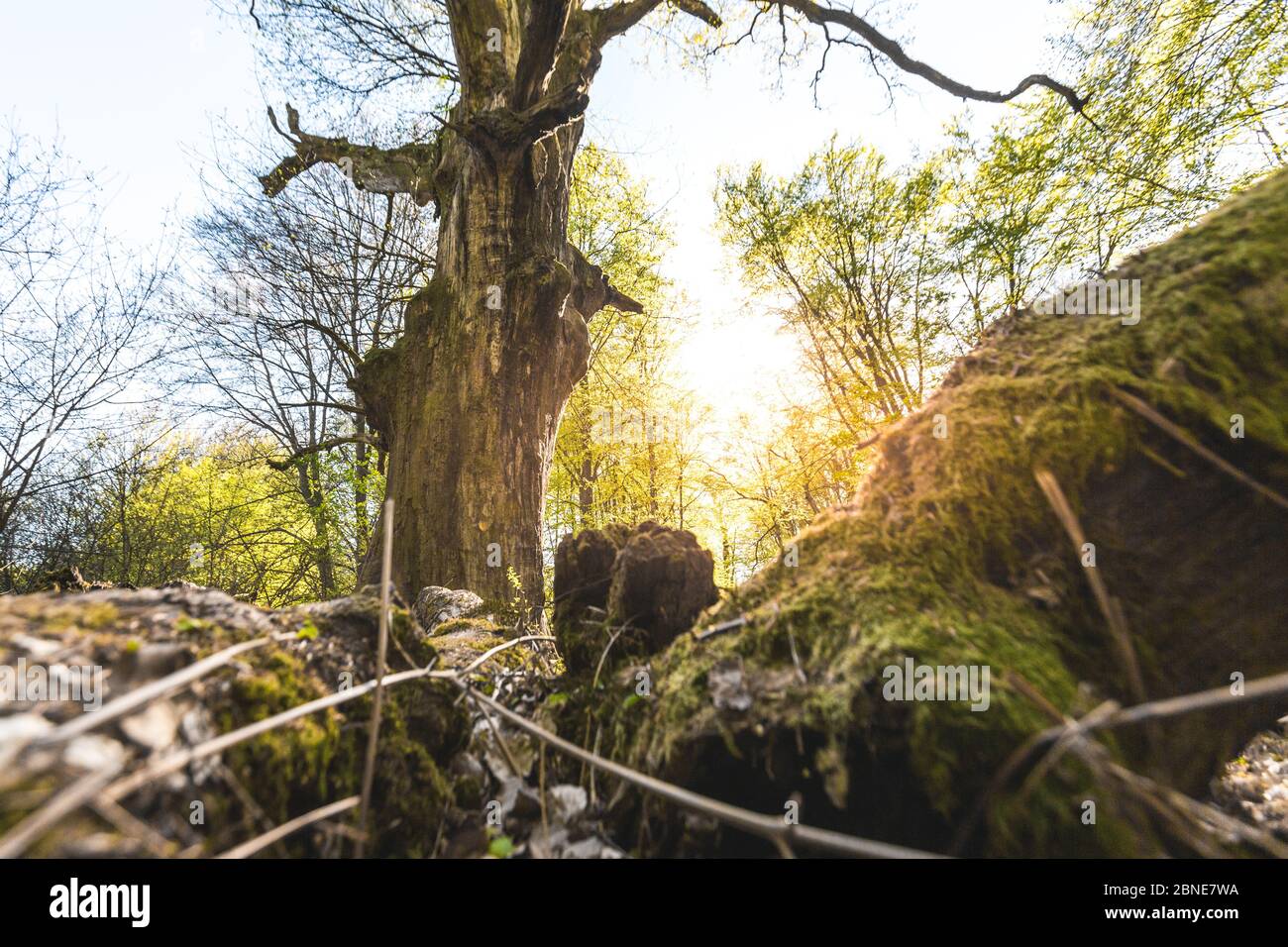 Photo à angle bas d'une forêt pittoresque magique, avec le soleil jetant sa lumière chaude à travers le feuillage. Fond naturel. Reinhardswald - allemagne Banque D'Images