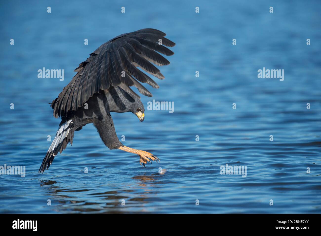 Grand faucon noir (Buteogallus ubitinga) essayant de ramasser un petit morceau de débris d'une rivière, Pantanal, Brésil. Banque D'Images