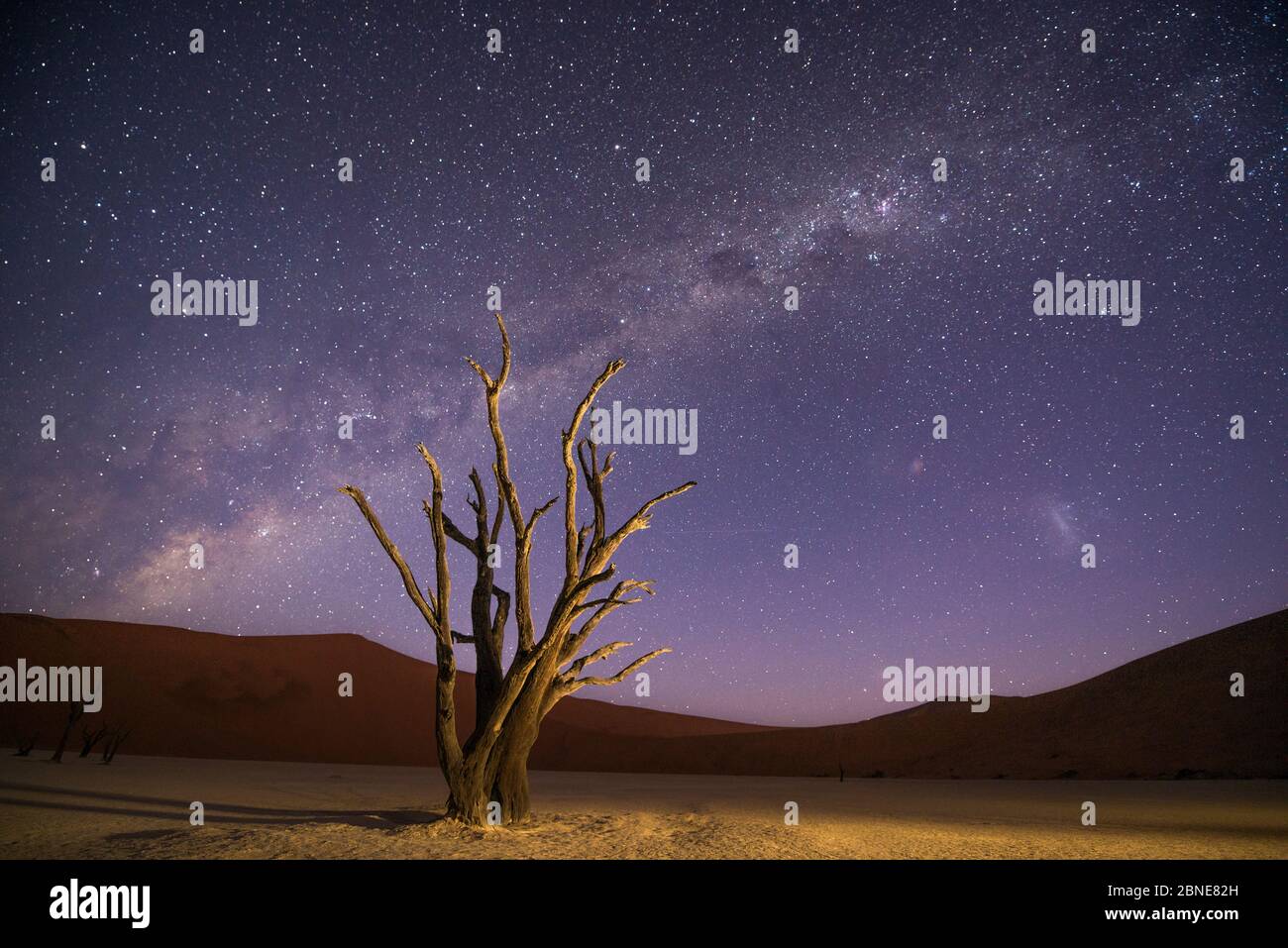 Camelthorn morts anciens arbres (Vachellia erioloba) avec dunes rouges et la voie lactée derrière, le désert de Namib, Sossusvlei, Namibie. Composite. Banque D'Images