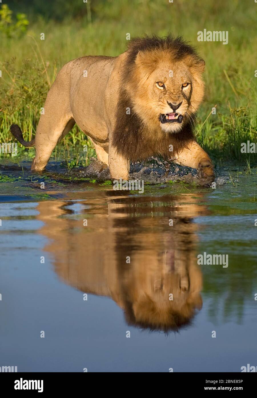 Le lion africain (Panthera leo) croissant à risque dans l'eau (Panthera leo) Delta d'Okavango, Botswana. Banque D'Images