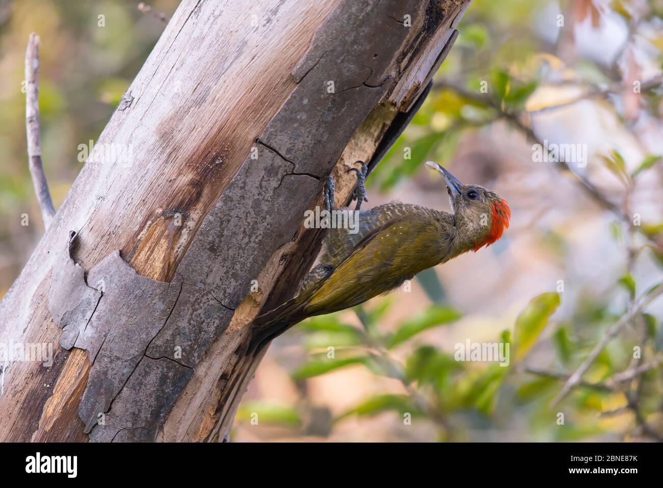 Petit pic (Veniliornis passerinus) mâle au nesthole, Pantanal, Brésil. Banque D'Images