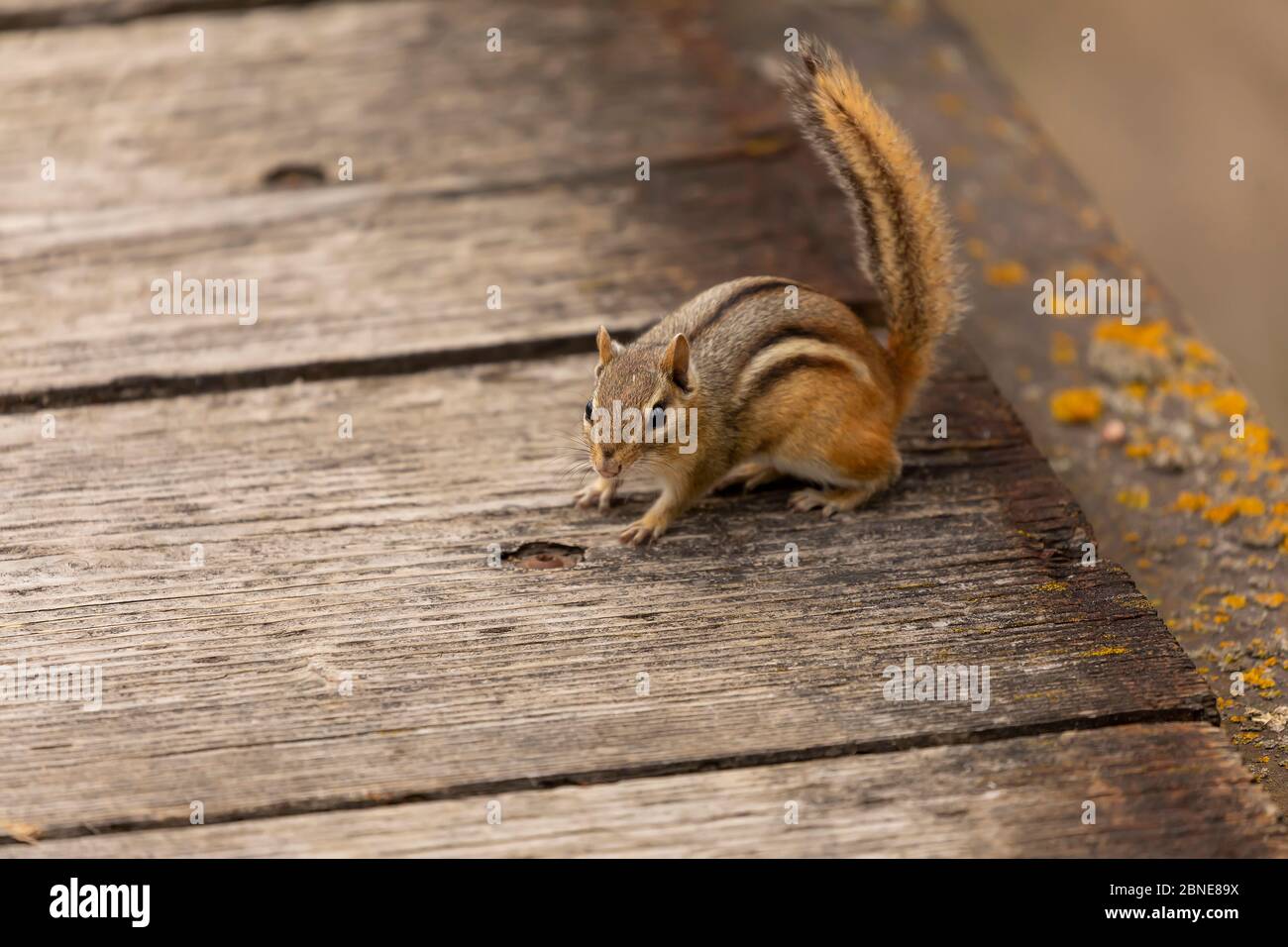 Le chipmunk de l'est est est une espèce de rongeurs vivant dans l'est de l'Amérique du Nord Banque D'Images